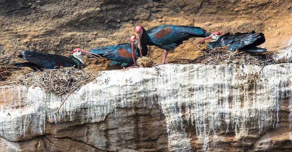 Southern Bald Ibis